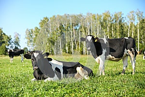 Cows graze in a meadow in summer