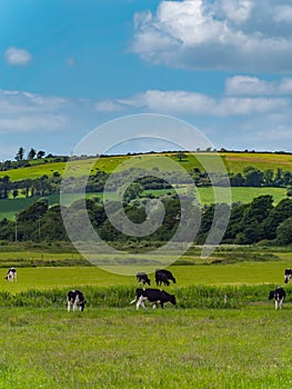 A cows graze on a meadow on a summer day. Hilly Irish agrarian landscape. Clear blue sky with white clouds. Black and white cow on