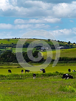 A cows graze on a meadow on a summer. Hilly Irish agrarian landscape. Clear blue sky with white clouds. Black and white cow on