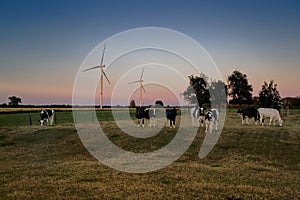 Cows graze in a meadow at sunset, in the background wind turbines in front of a colored sky
