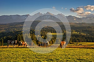 Cows graze in a meadow under the mountains and in the background forests with high peaks.