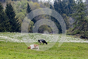 Cows graze on the meadow with white wild narcissus