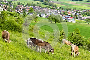 Cows graze on meadows on hills against the backdrop of a village