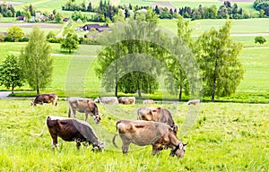 Cows graze on meadows on hills against the backdrop of a village