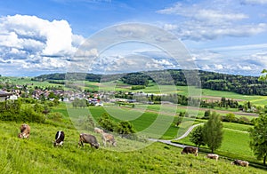 Cows graze on meadows on hills against the backdrop of a village