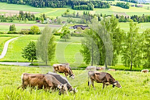 Cows graze on meadows on hills against the backdrop of a village