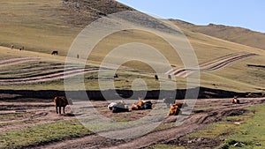 Cows graze in the middle of a wild track in the middle of the central Mongolian lowlands.