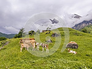 Cows graze in a mountain meadow, a calf drinks milk from its mother.