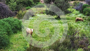 Cows graze on a mountain meadow in a village