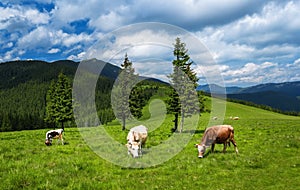 Cows graze on the mountain meadows of the Carpathians.