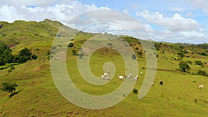 Cows graze in the mountain meadows. Hills with green grass and blue sky with white puffy clouds.