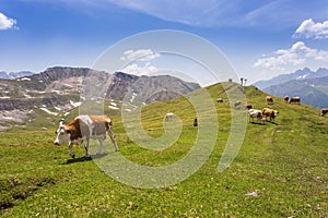 Cows graze in mountains