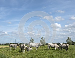 Cows graze in nature area leersumse veld in the netherlands near