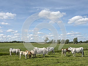 Cows graze in nature area leersumse veld in the netherlands near