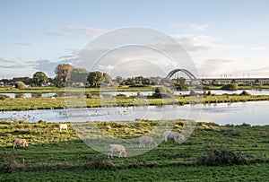 cows graze in nature reserve near culemborg and river rhine in the netherlands with bridge in the background