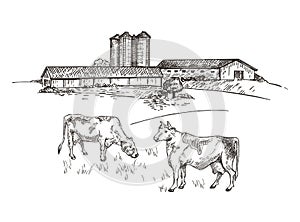 Cows graze near the farm. Rustic landscape style sketch. Retro illustration.