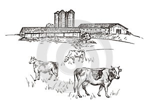 Cows graze near the farm. Rustic landscape style sketch. Retro illustration.