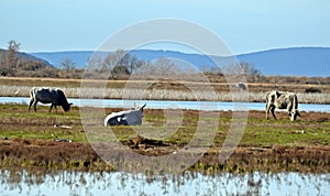 cows graze near a lagoon