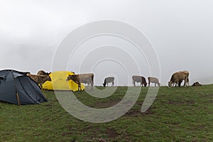 Cows graze near tent in mountains