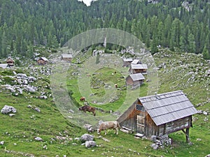 Cows graze near wooden houses in mountains. Mountain pasture