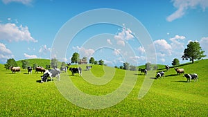 Cows graze on the open green meadows photo