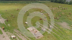 Cows graze on pasture