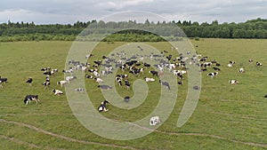 Cows graze on pasture