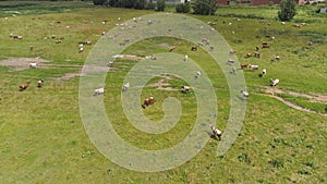 Cows graze on pasture