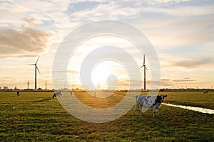 Cows graze in a pasture against the background of wind turbines, a beautiful meadow in the rays of sunset