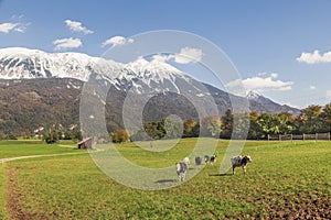 Cows graze in a pasture at the foot of the Alps