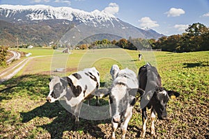Cows graze in a pasture at the foot of the Alps