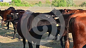 Cows graze on pasture on a hot summer day.