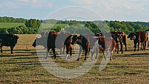 Cows graze on pasture on a hot summer day.