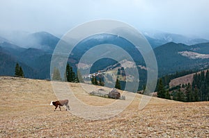 Cows graze on a pasture, powdered with snow against the backdrop of the mountains.