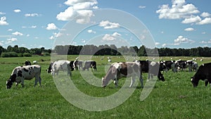 Cows graze in the pasture in summer.