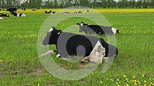 Cows graze on a rapeseed field. Herd in the meadow.