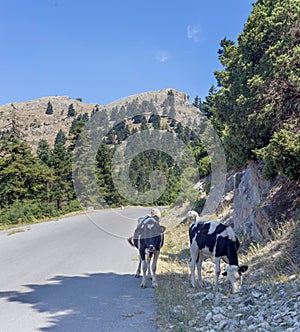The cows graze by the road in the mountains