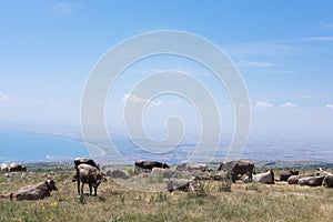 Cows graze, ruminate and lie in a meadow in the hills of the Gargano in Italy