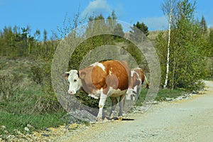cows graze by the side of the road