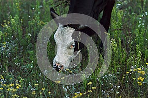 Cows graze in the summer on the field on a sunny day and eat green grass alfalfa clover under