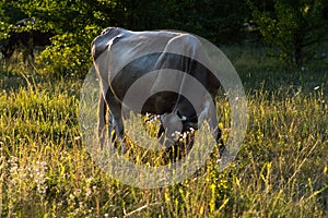 Cows graze in the summer on the field on a sunny day and eat green grass alfalfa clover under