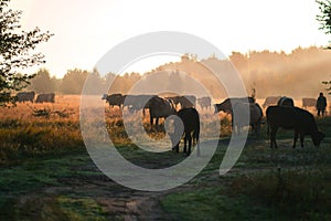 Cows graze in the summer on the field on a sunny day and eat green grass alfalfa clover under