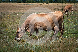 Cows graze in the summer on the field on a sunny day and eat green grass alfalfa clover under