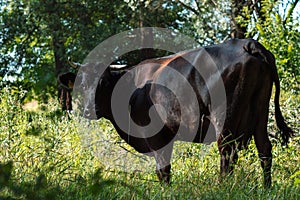 Cows graze in the summer on the field on a sunny day and eat green grass alfalfa clover under