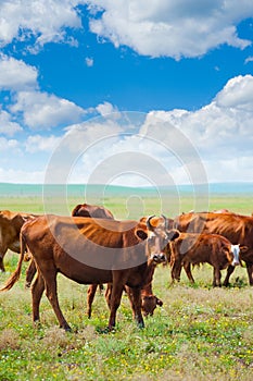 Cows graze at summer meadow