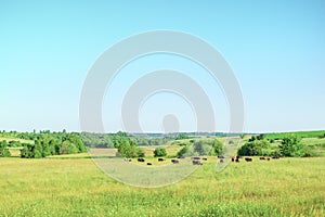 Cows graze on a summer meadow on a sunny summer day