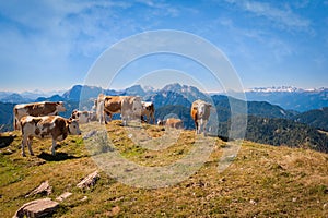 Cows are grazed on a summer meadow in mountains