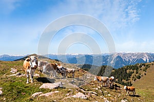 Cows are grazed on a summer meadow in mountains