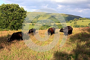 Cows Grazing