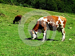 Cows grazing